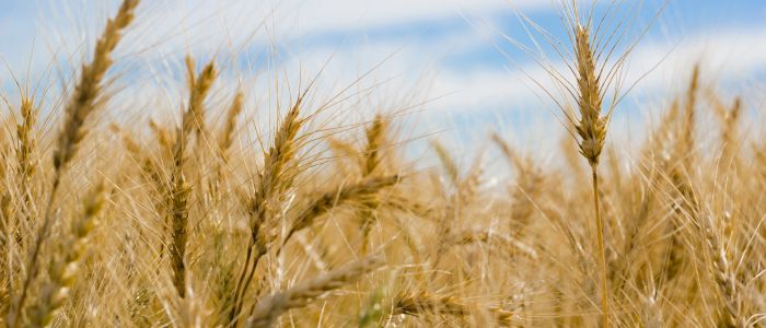 Agriculture